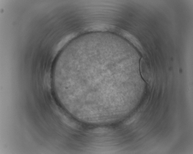 X0000077360578200611101641