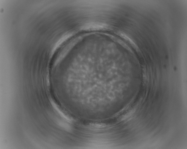 X0000077360582200611101641