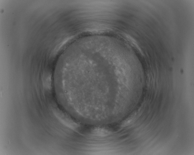 X0000077360596200611101641