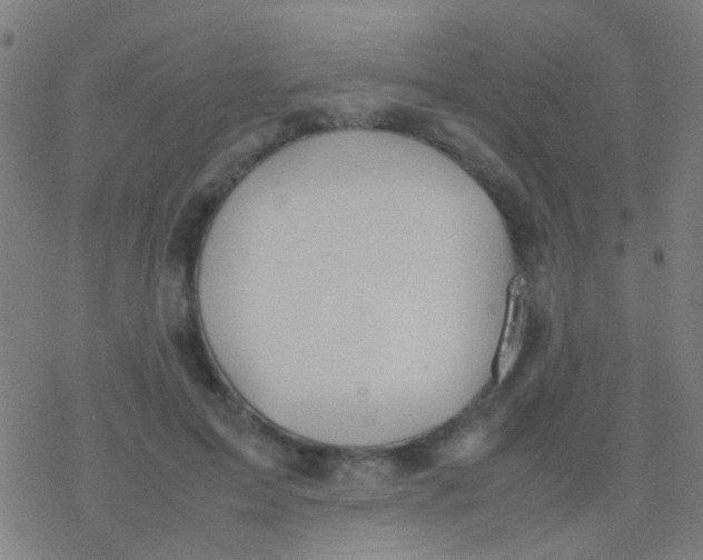 X0000077360599200611101641