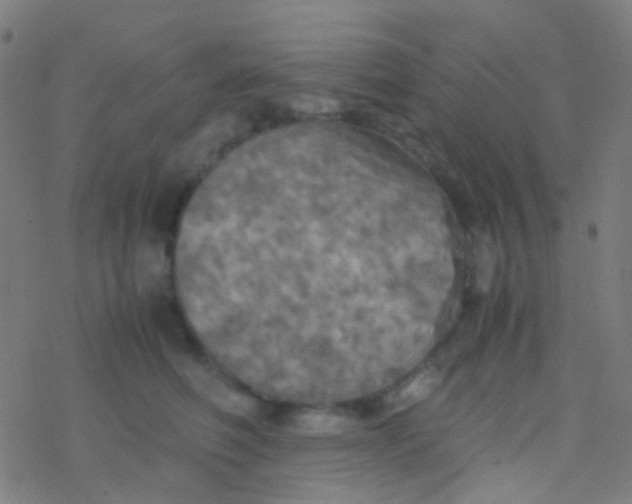 X0000077360614200611101641