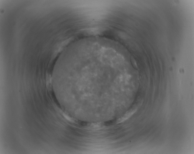 X0000077360624200611101640