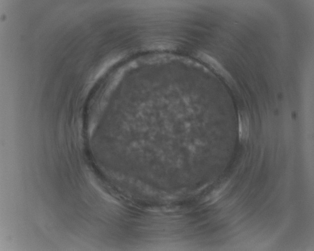 X0000077360627200611101640