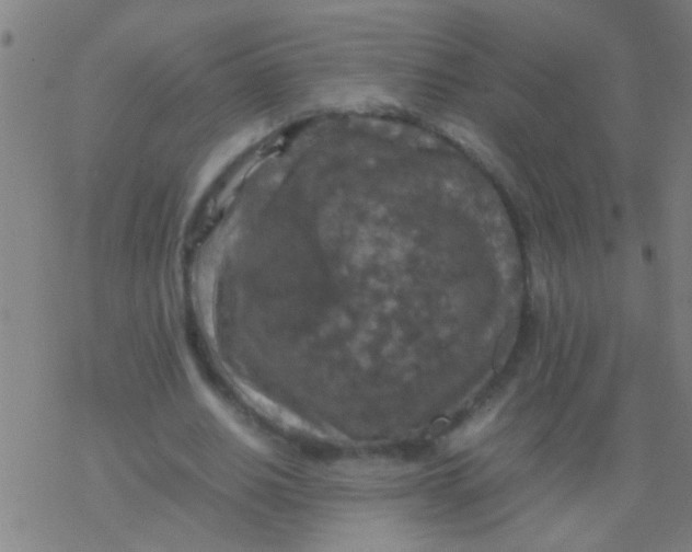 X0000077360630200611101640