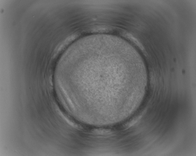 X0000077360633200611101640