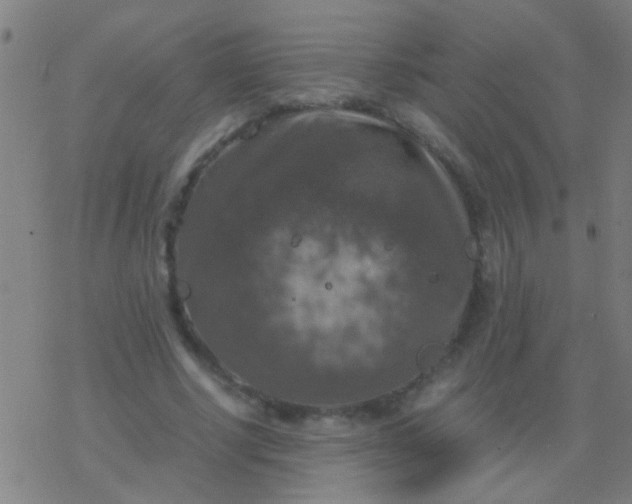 X0000077360634200611101640