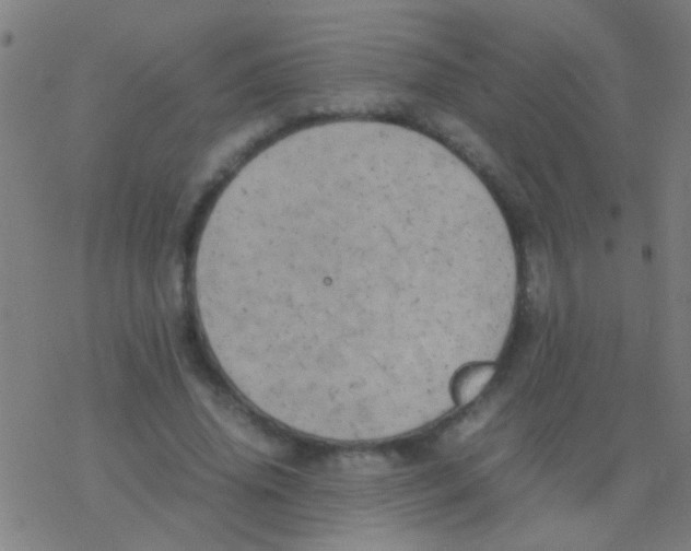 X0000077360636200611101640