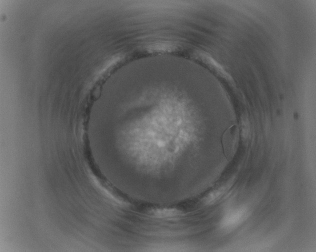 X0000077360637200611101640