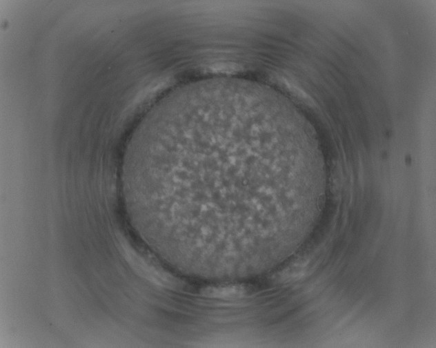 X0000077360639200611101640