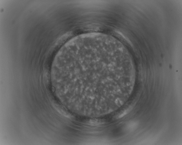 X0000077360641200611101640