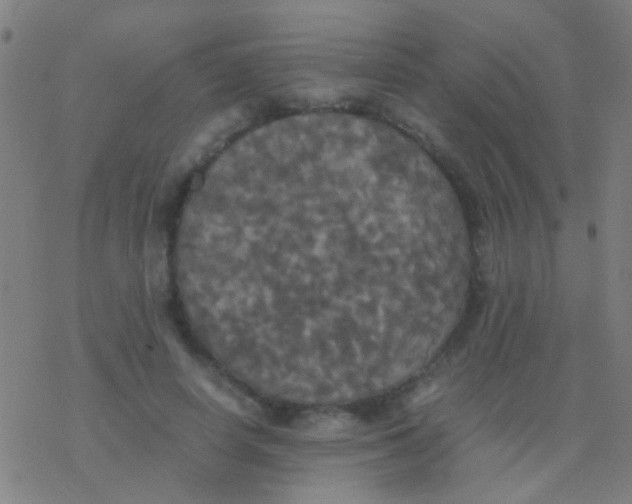 X0000077360642200611101640