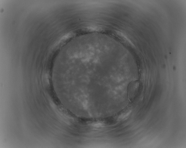 X0000077360643200611101640