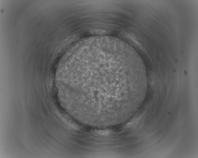 X0000077360645200611101640