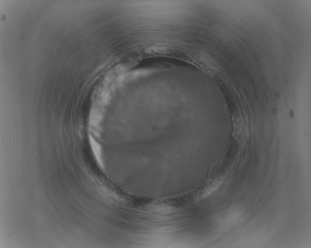 X0000077360648200611101640