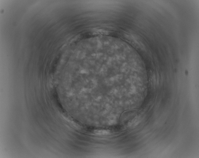 X0000077360649200611101640