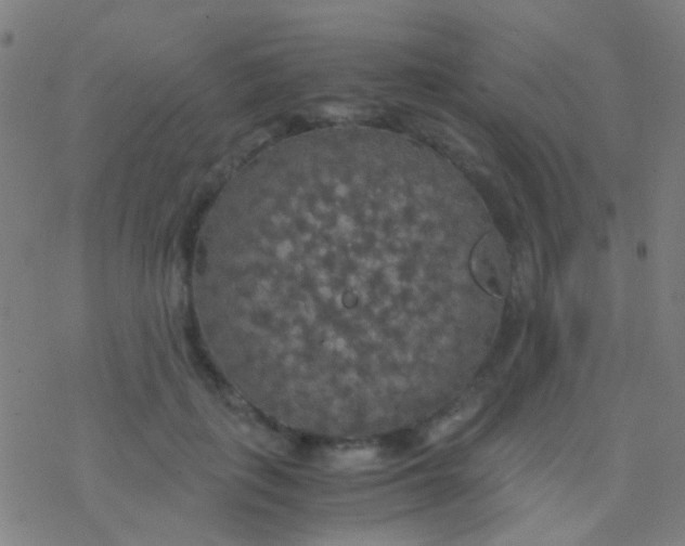 X0000077360651200611101640