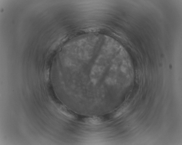 X0000077360652200611101640