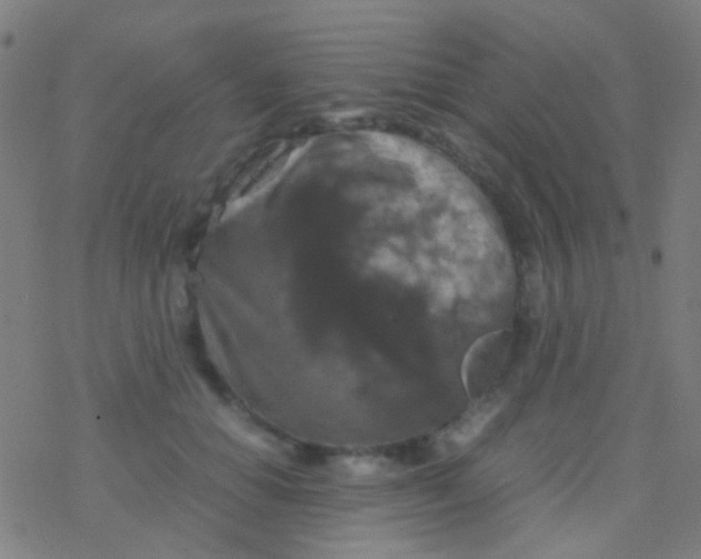 X0000077360654200611101640