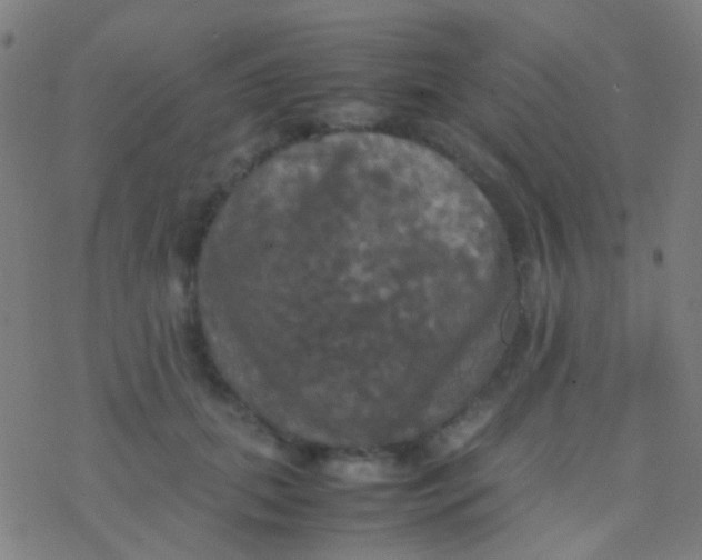 X0000077360655200611101640