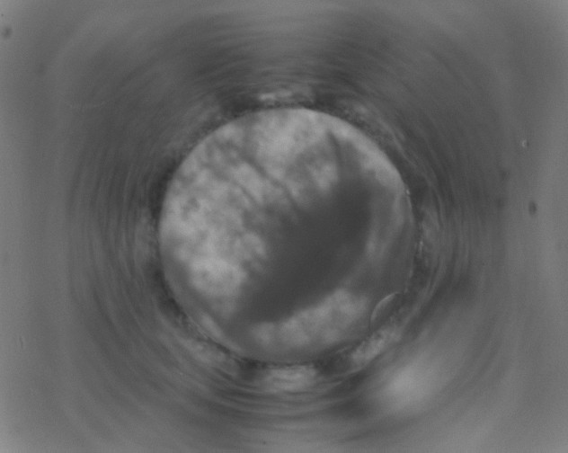 X0000077360659200611101640