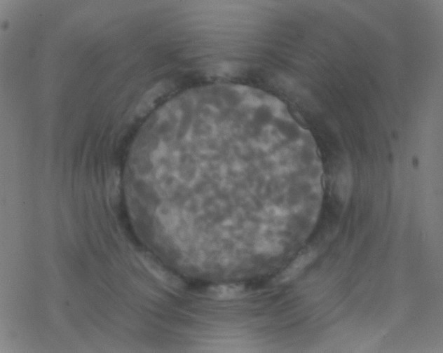 X0000077360660200611101640