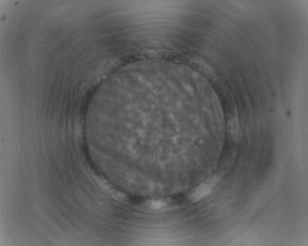 X0000077360662200611101640