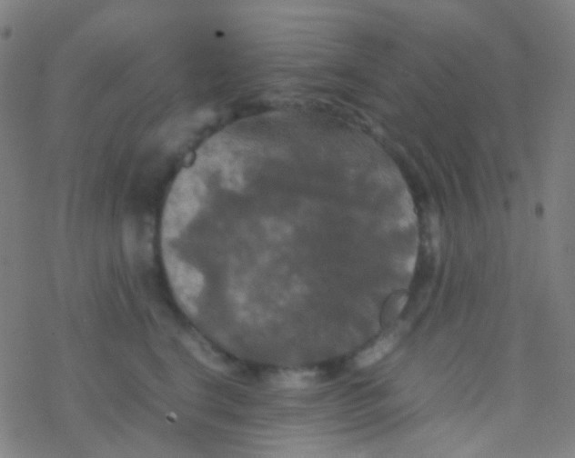 X0000077360664200611101640