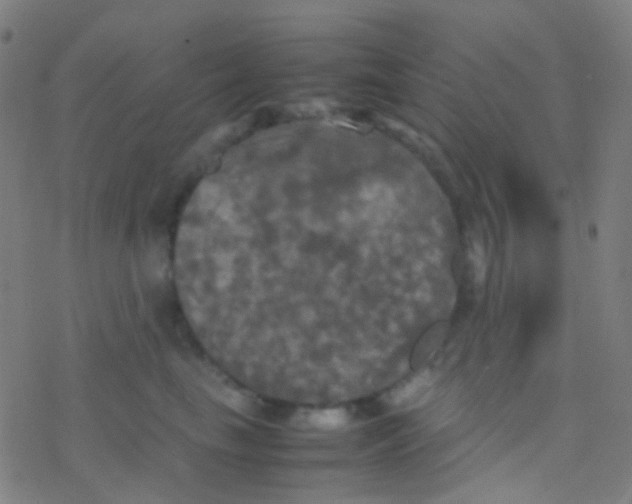 X0000077360665200611101640