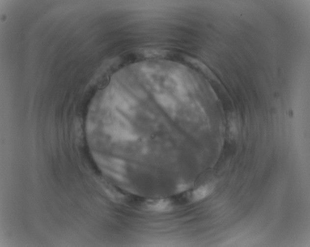 X0000077360667200611101640