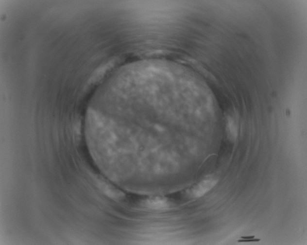 X0000077360668200611101640