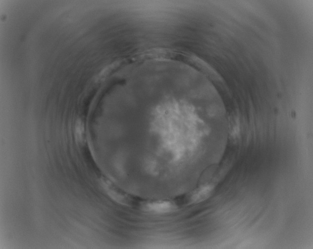 X0000077360669200611101640