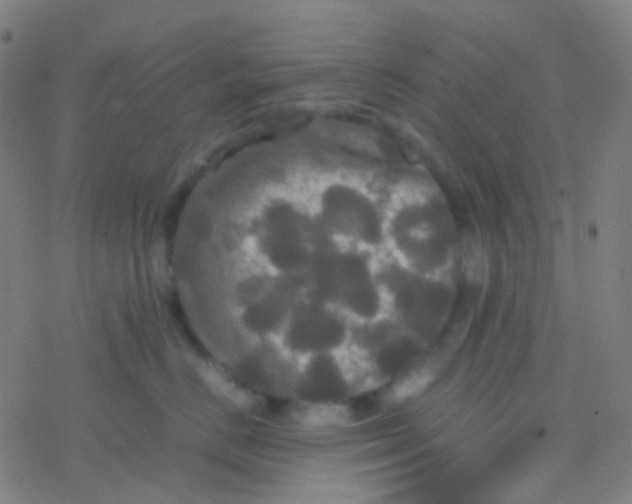 X0000077360670200611101640