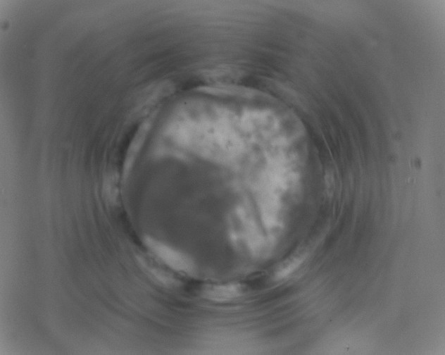 X0000077360671200611101640