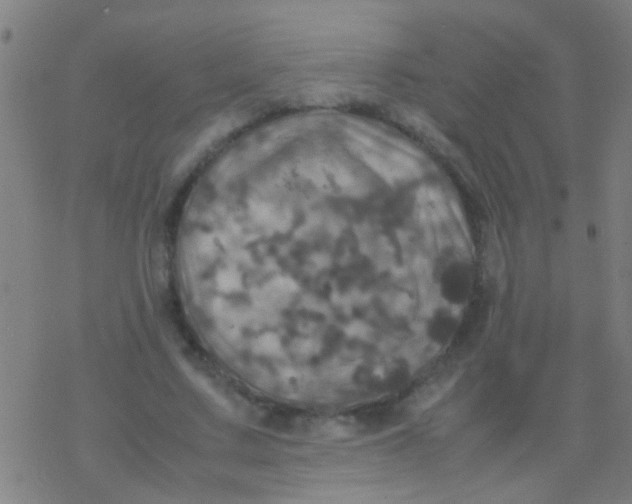 X0000077360683200611101640