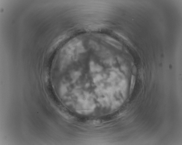 X0000077360687200611101639