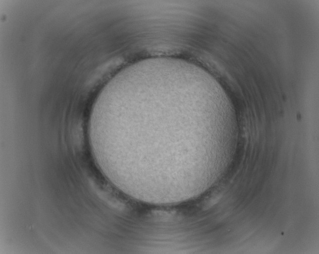 X0000077360690200611101639