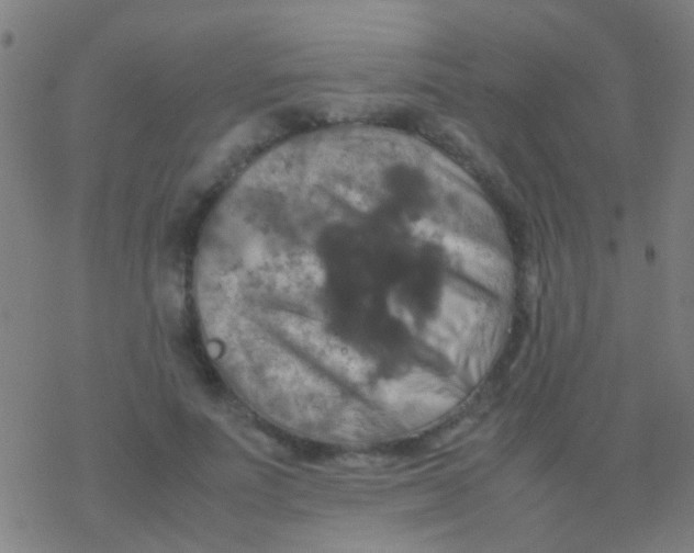 X0000077360691200611101639