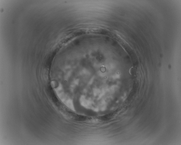 X0000077360695200611101639