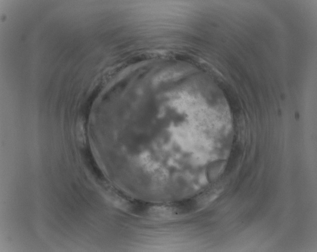 X0000077360699200611101639