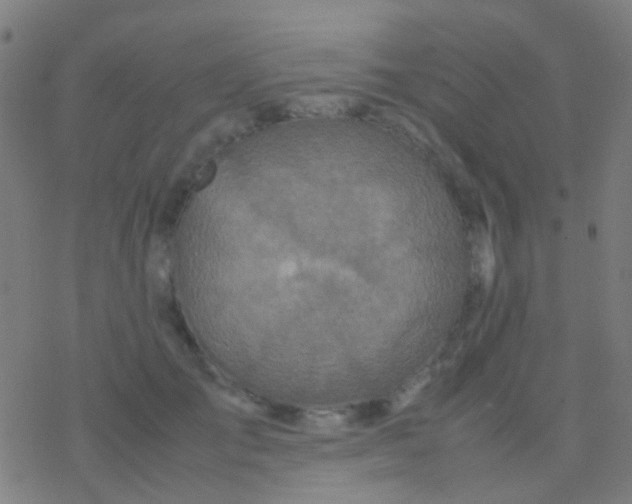 X0000077360701200611101639