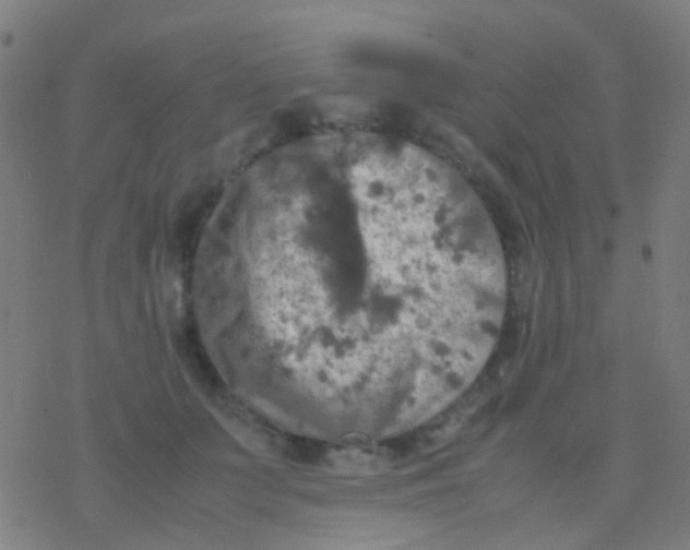 X0000077360703200611101639