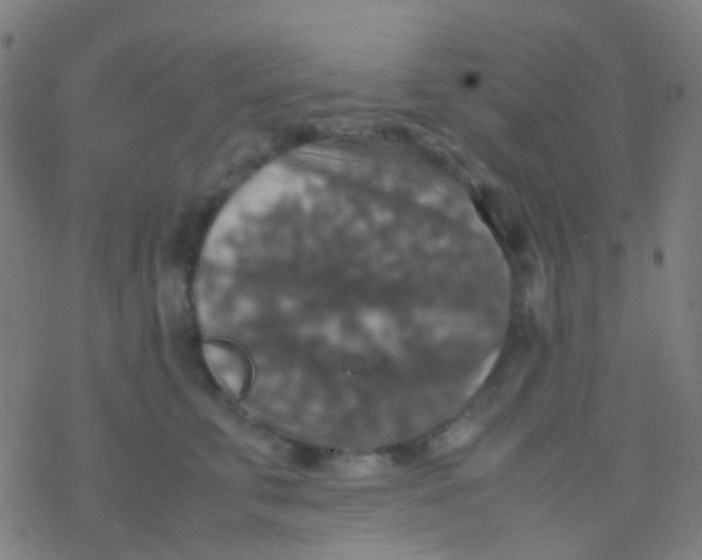 X0000077360711200611101639