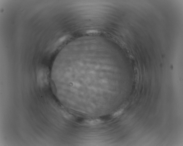 X0000077360712200611101639