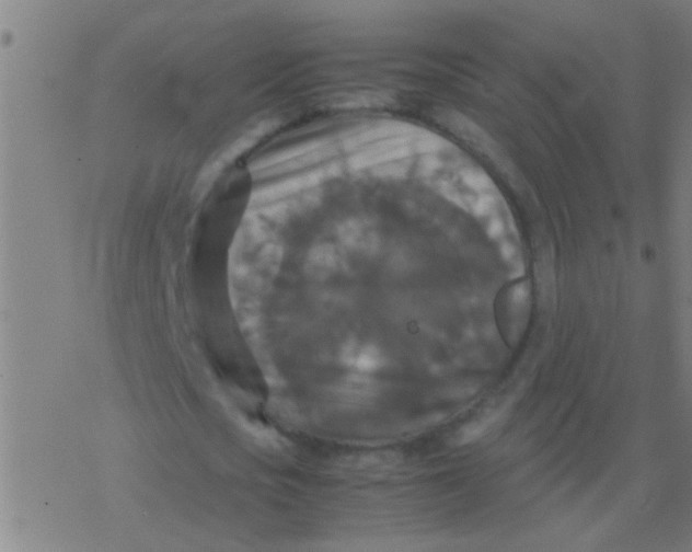 X0000077360721200611101638