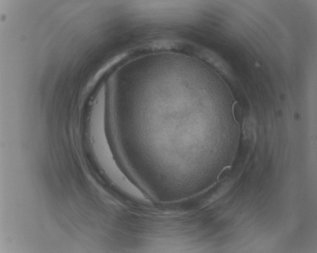 X0000077360722200611101638