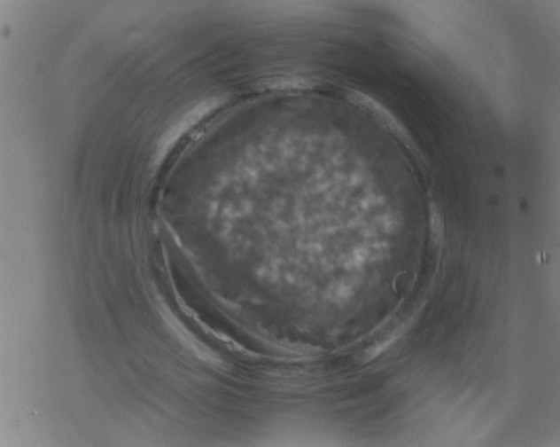 X0000077360725200611101638