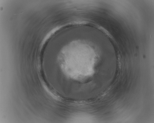 X0000077360726200611101638