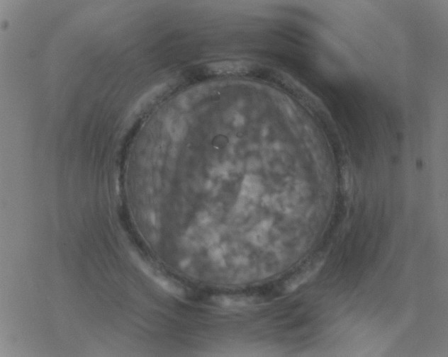 X0000077360733200611101638