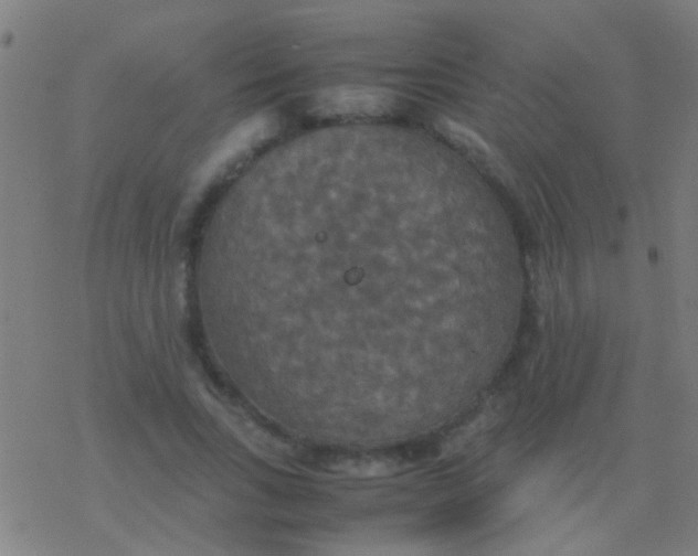 X0000077360735200611101638