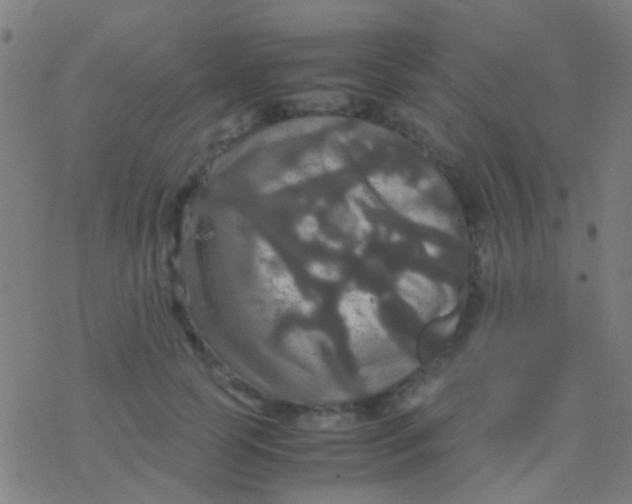 X0000077360745200611101639